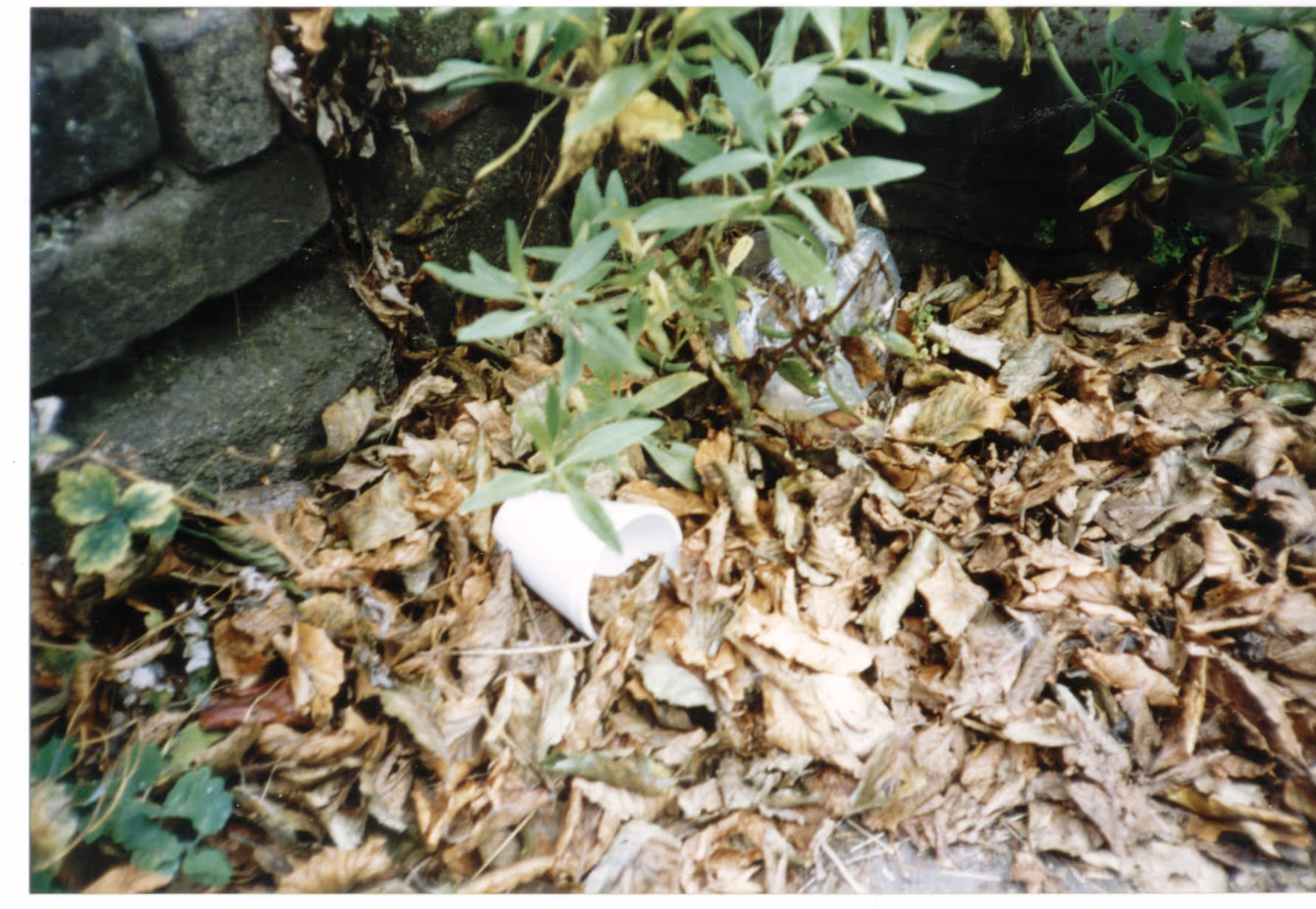 Image from Cups album