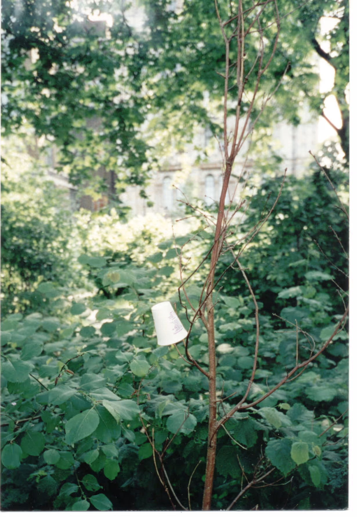 Image from Cups album