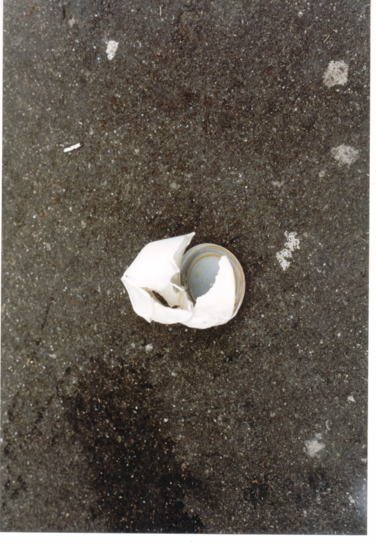 Image from Cups album